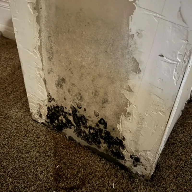 Professional Mold Removal in Newburg, KY